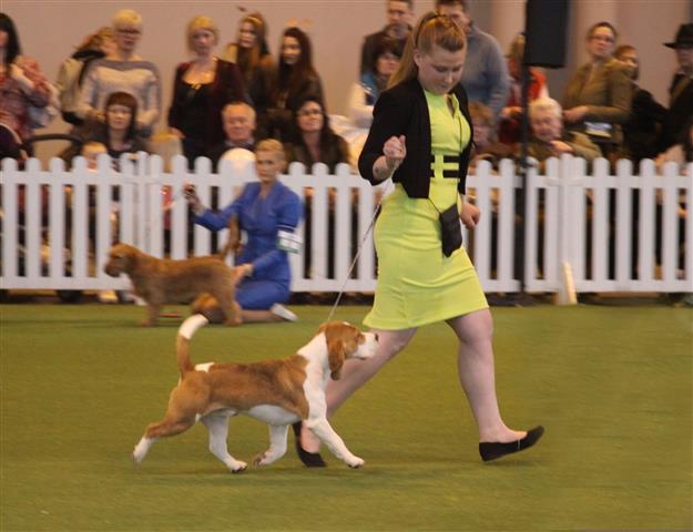 Charlotte takes Stewie into Crufts Junior Handling and was highly placed