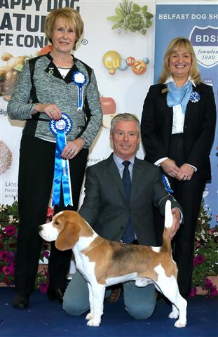 Champion Eardley Stew Pendous JW winning Hound Group2 under Mrs Anne MacDonald