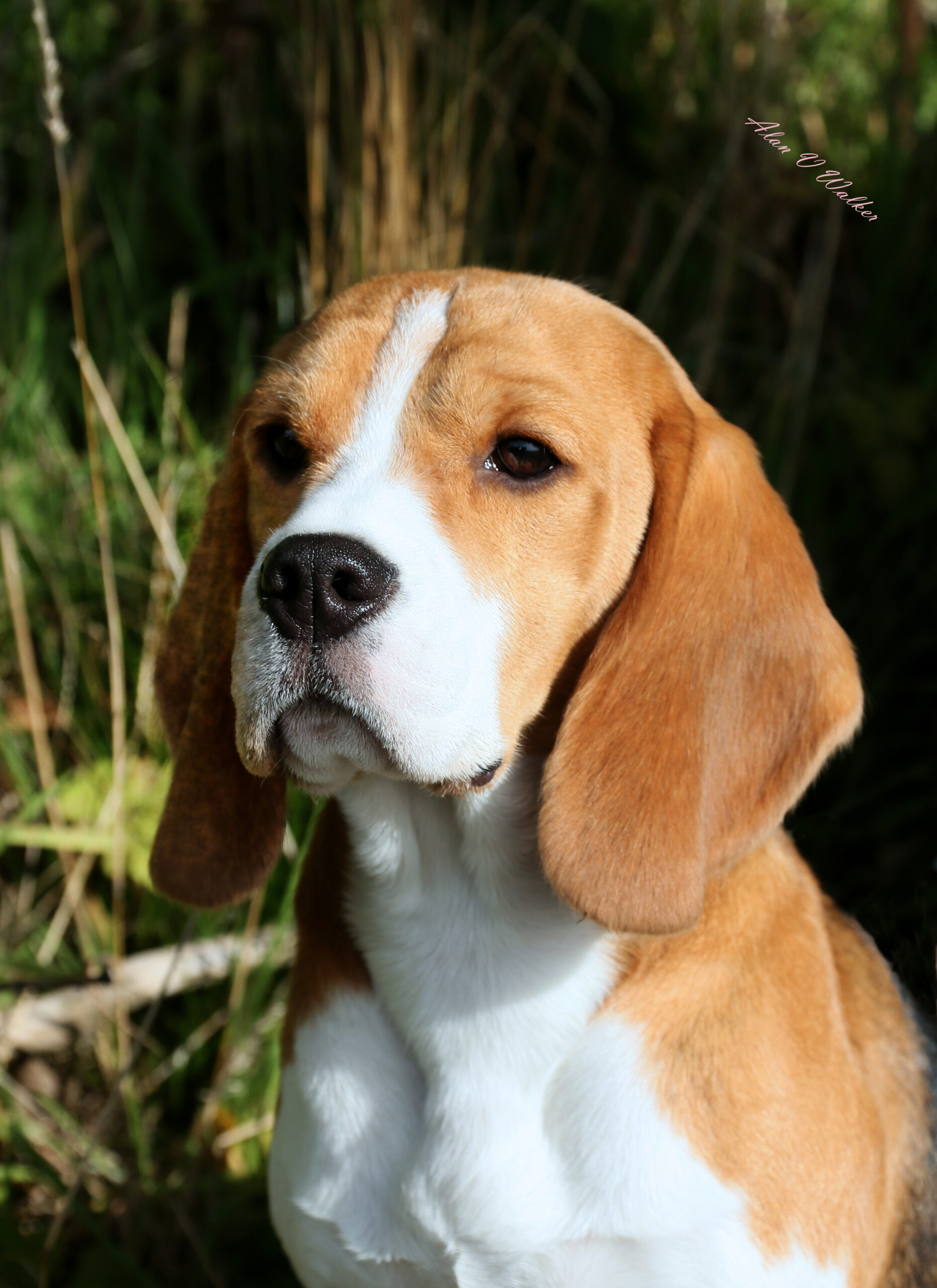 Head study of Berry taken for Pup of the Year finals 2015